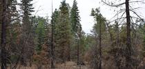 A 20-year old stand burned one year prior, showing the typical pattern of smaller-tree mortality post fire. Credit: R.York. for Forest Research and Outreach Blog