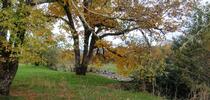 UC ANR Forest Stewardship's next workshop is in Sonoma County, and will help forest landowners explore their options for forest management. Credit: P.Aaron. for Forest Research and Outreach Blog