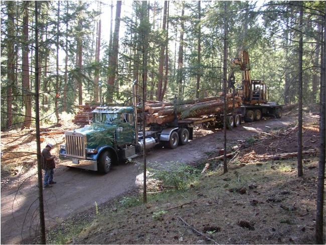 Logging in the Weaverville Community Forest