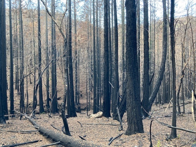 Burned forest with dead leaves on the ground
