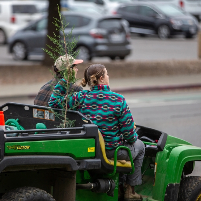 A new tree gets a ride to its new location. (Matthew Chan/UC Davis)