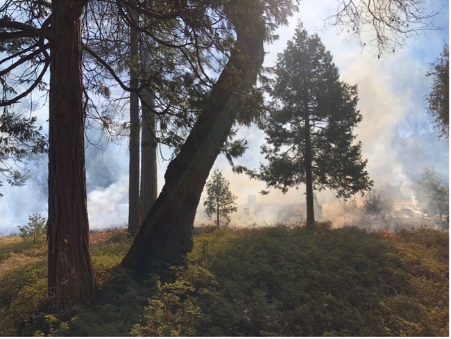 Smoke on the horizon during Nelson's five-acre prescribed burn. Photo credit: Drew Nelson