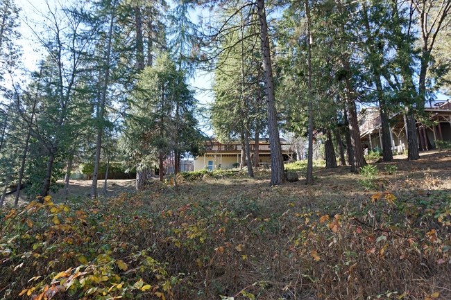 The Wilkin-Johnston home is at the top of a rise dotted with cedars, ponderosa pines and oaks. The dying plants in the foreground are Himalayan blackberry bushes that have been treated with glyphosate to bring them down. The invasive weed creates a thick understory that burns hot in a wildfire.