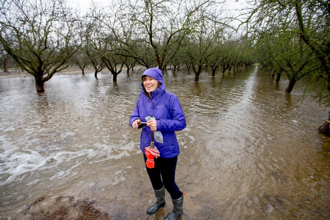 Integrated hydrologic science professor Helen Dahlke in an almond orchard being flooded for groundwater recharge.