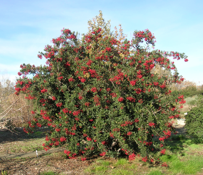 Winter migratory birds like to eat the lovely red berries of toyon.