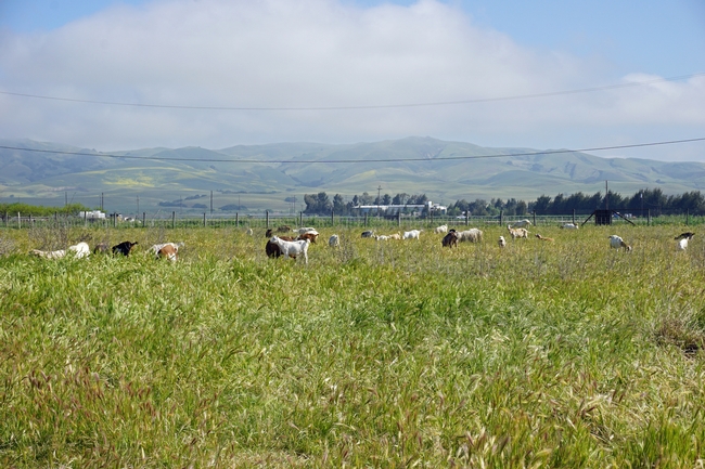 Goats graze Michael Cent's pasture with the Diablo Mountain Range in the distance.
