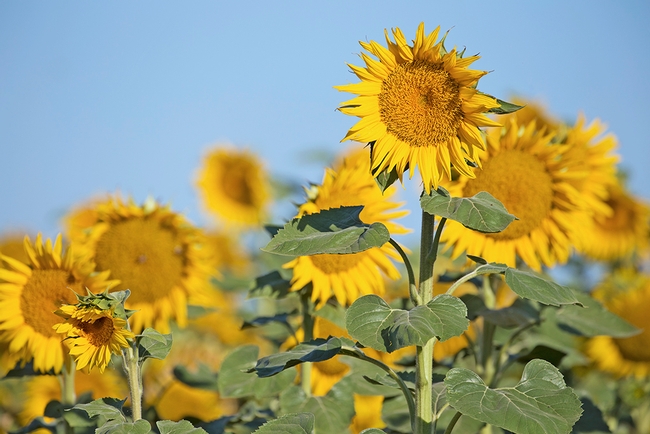 Currently, the majority of California hybrid seed sunflower is grown in the Sacramento Valley.