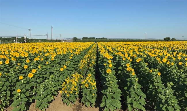 Sunflowers are a potential drought-resistant rotation crop in the Southern California desert.
