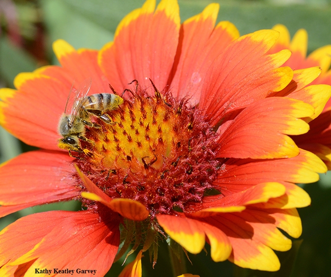 A honey bee foraging on a blanket flower, Gallardia, in the Häagen-Dazs Honey Bee Haven. (Photo by Kathy Keatley Garvey)