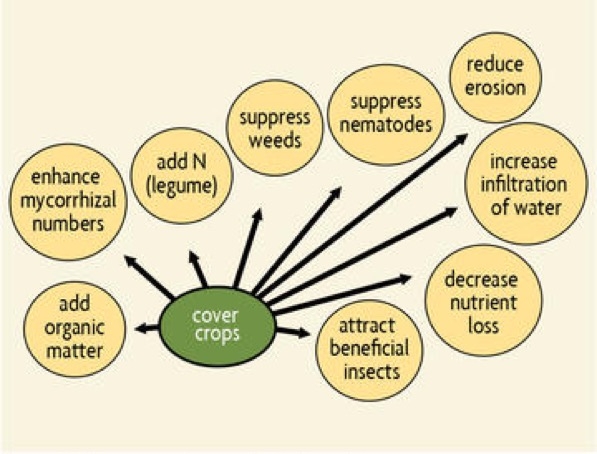 Multiple benefits of cover crops (SARE).