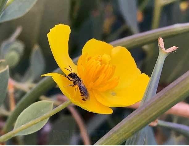 pollinator bee