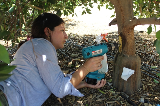 Aleyda Acosta Rangel drilling holes in the trunk of navel orange trees to install sap flow sensors