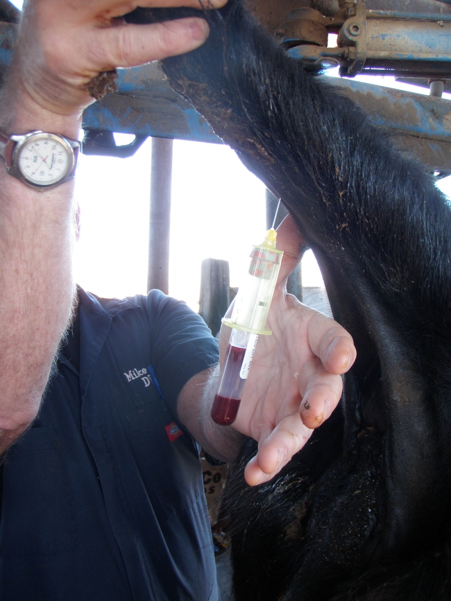 Figure 1. Blood samples are typically taken from the tail. (Photo: Courtesy of Bret McNabb, DVM)