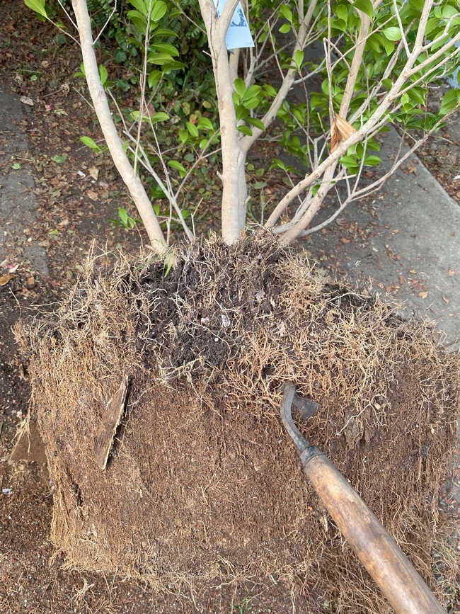 Camellia being taken out of container and its extremely matted roots being loosened with a gardening tool.