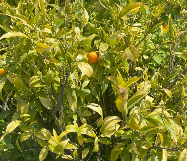 Yellowing leaves of citrus in a container