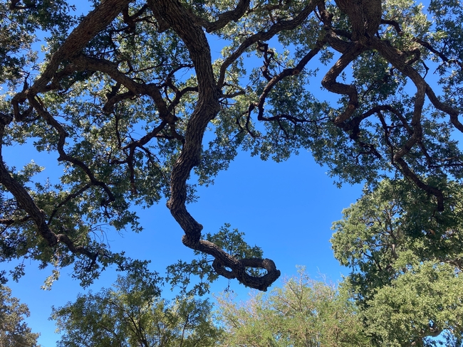 photo of oak canopy