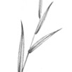 Grasses leaves - narrow, arranged in set of two, flattened or rounded stems