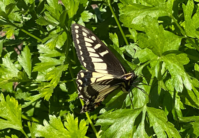 Butterfly on parsley