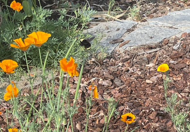 Photo shows bees on a California poppy plant