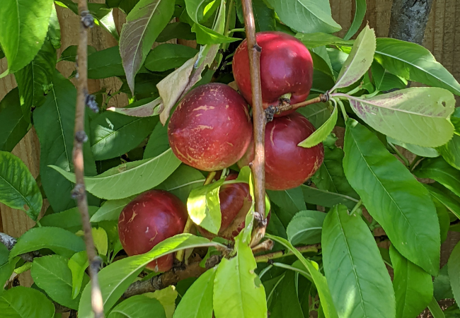 Nectarines on tree - photo by Jim Farr