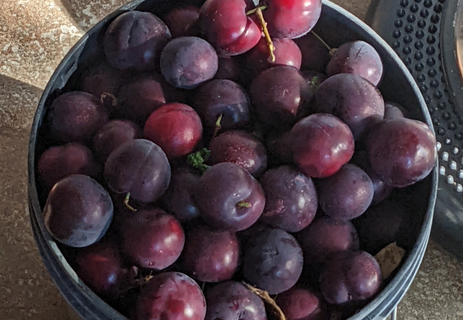Plums - photo by Jim Farr
