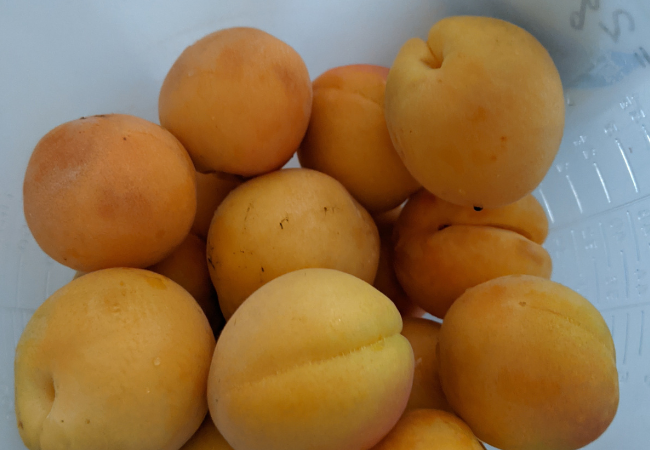 Apricots - photo by Jim Farr