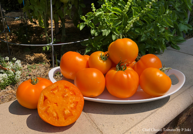 Beautiful, juicy slicing tomato