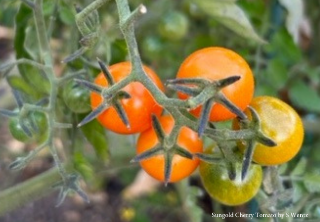 Yellow, clustered small tomatoes