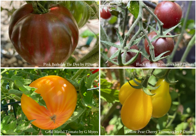 Four unique and fun varieties illustrate the numerous colors and sizes of tomatoes