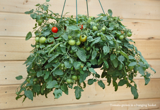 Tomatoes grown in hanging basket