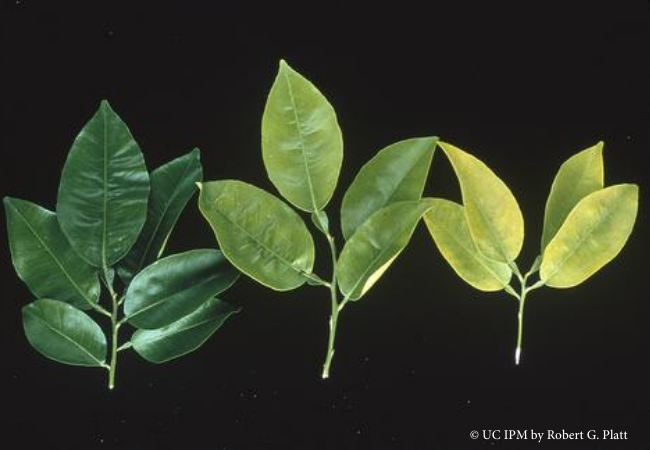 Abnormally dark green grapefruit foliage from excess nitrogen (left), compared, with uniformly pale citrus leaves due to nitrogen deficiency