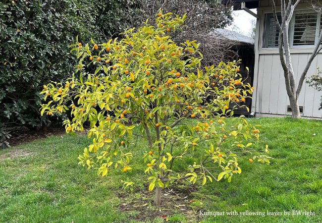 Winter yellowing of kumquat leaves