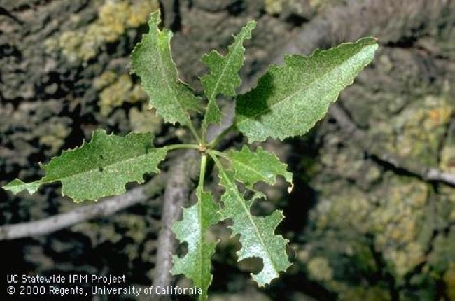 Crop damage by earwigs