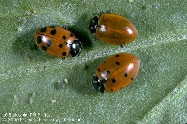 Spotted red and black lady beetles