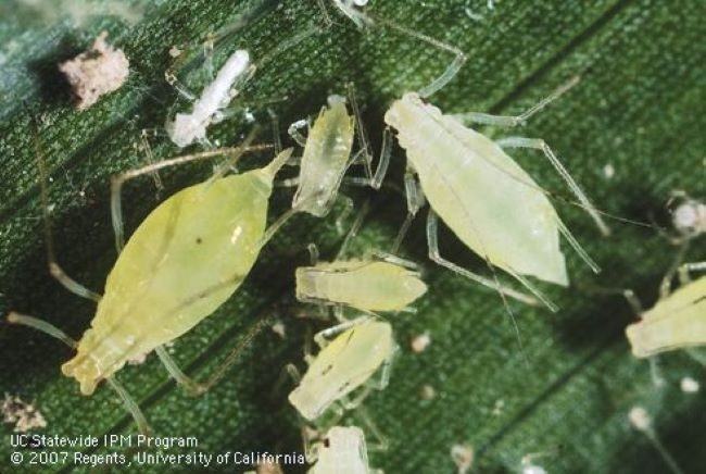 Nymphs of Potato Aphids. Photo Credit: Jack Kelly Clark