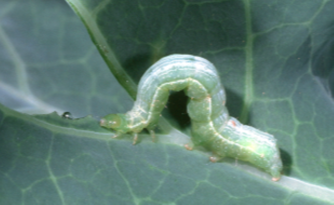 Cabbage Looper on Cabbage Leaf