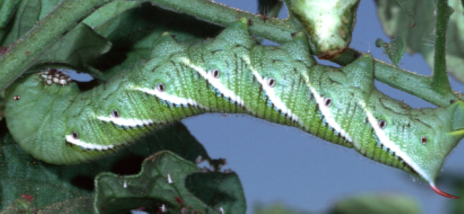 Tomato Hornworm. Photo Credit: University of California