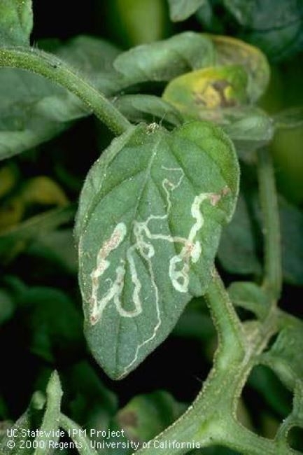 Mines of the vegetable leafminer. Photo Credit: Jack Kelly Clark