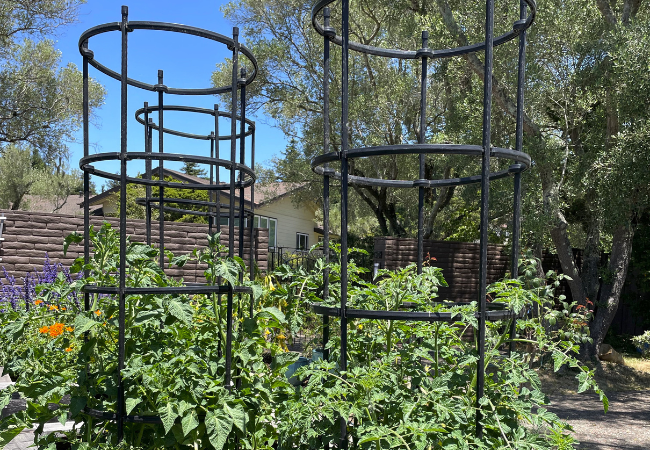 Tall Heavy Duty Tomato Cages