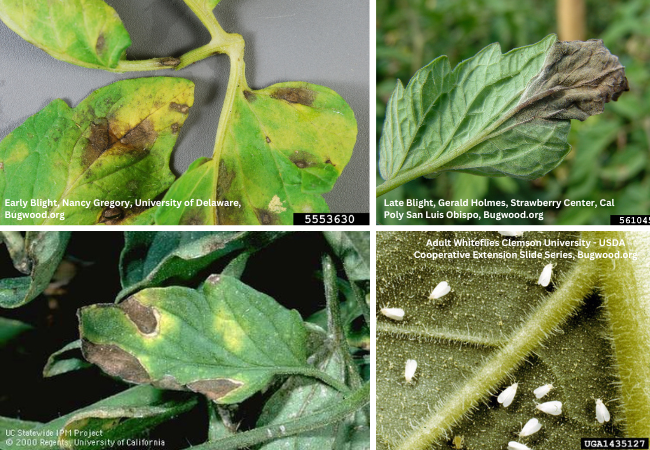 Images showing damage to tomato leaves