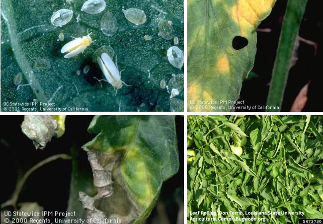 Photo collage 2 - Whiteflies, Verticillium, Fusarium, Leaf Rolling