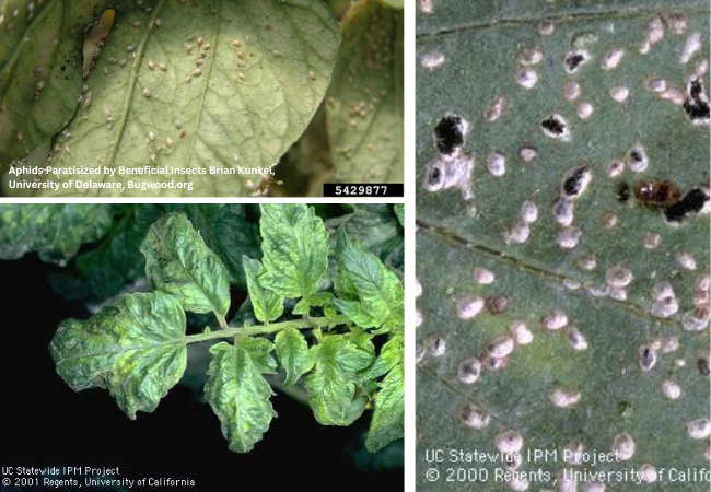 Photo collage 3 - Aphids, Tomato Mosaic Virus, Flea Beetles