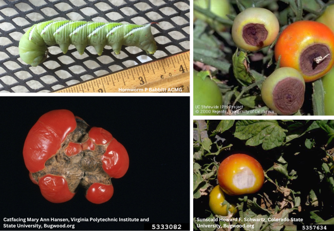 Collage 4 - Hornworm, Blossom End Rot, Catfacing, Sunscald