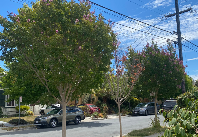 Three crepe myrtle trees, two healthy and one dying