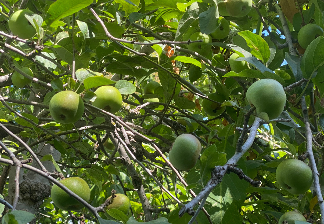 Apples in thriving apple tree