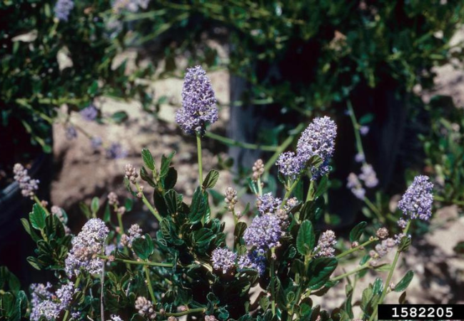 Blue ceanothus flowers