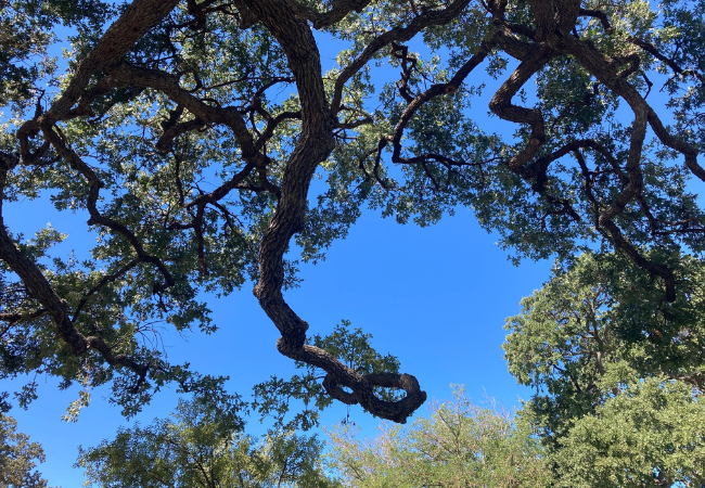 Blue sky through Oak branches