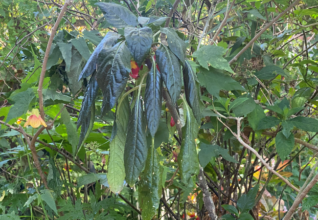 wilted Parrot plant, Impatiens niaminiamensis, too much or too little water