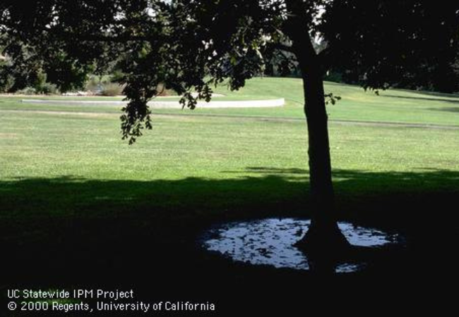 Water pooling near the trunk of a tree in a park setting