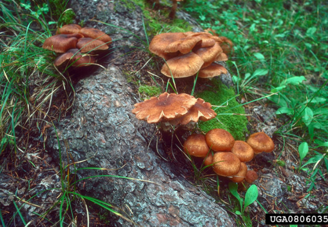 Armillaria mellea by Dave Powell, USDA Forest Service (retired), Bugwood.org.